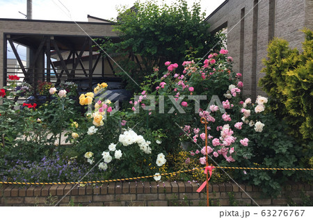 Beautiful roses growing near house Beautiful roses growing near house 63276767