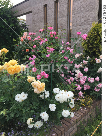 Beautiful roses growing near house 63276768