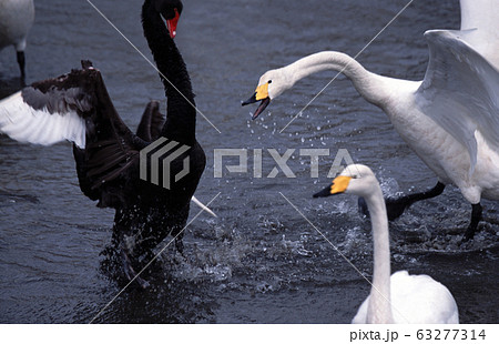 黒鳥白鳥いざこざの写真素材 [63277314] - PIXTA