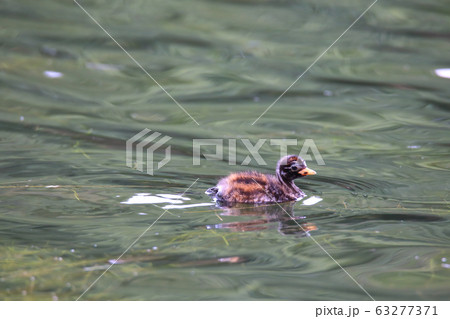 カイツブリの幼鳥 63277371