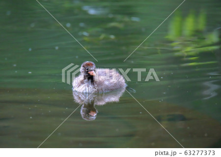カイツブリの幼鳥 カイツブリの幼鳥 63277373