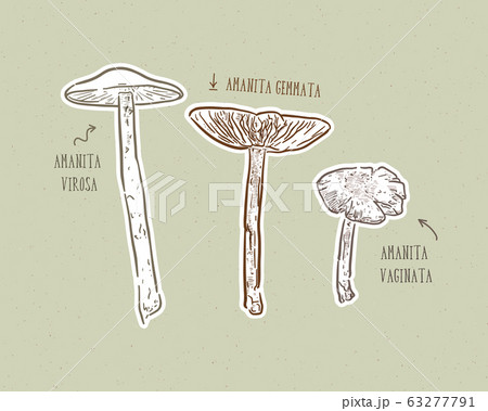 Fungus set, hand draw sketch vector. 63277791
