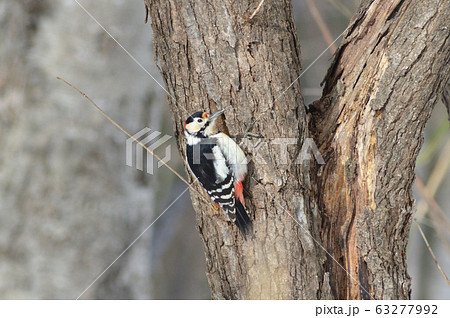 2020 03 14 アカゲラ 宮丘公園 札幌 2020 03 14 アカゲラ 宮丘公園 札幌 63277992