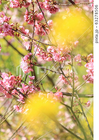 南伊豆　みなみの桜と菜の花まつり 63278506