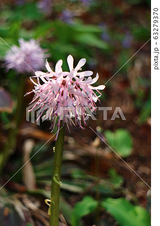 ショウジョウバカマ 猩々袴 Heloniopsis orientalis ショウジョウバカマ 猩々袴 Heloniopsis orientalis 63279370