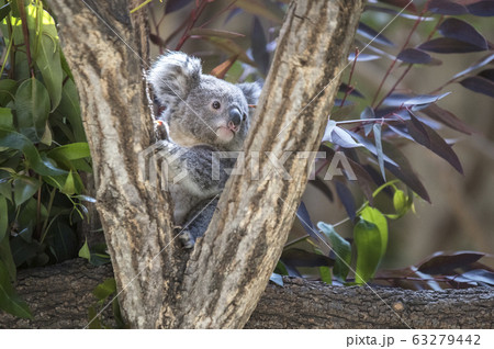 【赤ちゃんイメージ】コアラの赤ちゃん 63279442