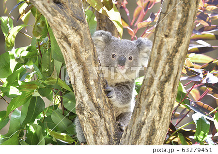 かわいい コアラの赤ちゃんの写真 の写真素材