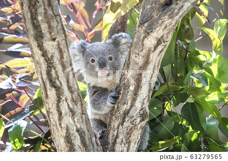 とってもカワイイ♡   コアラの赤ちゃん 63279565