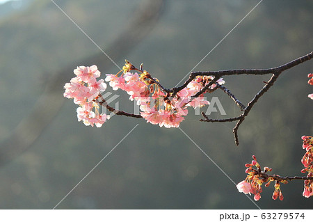 南伊豆　みなみの桜 63279574