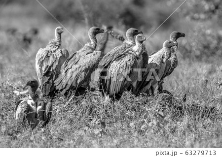 White backed vulture group in black and white White backed vulture group in black and white 63279713