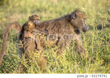 Chacma baboon mother with young Chacma baboon mother with young 63279791