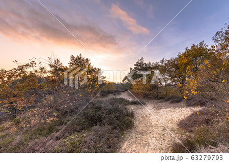 Walking path through heathland in autumn colors 63279793