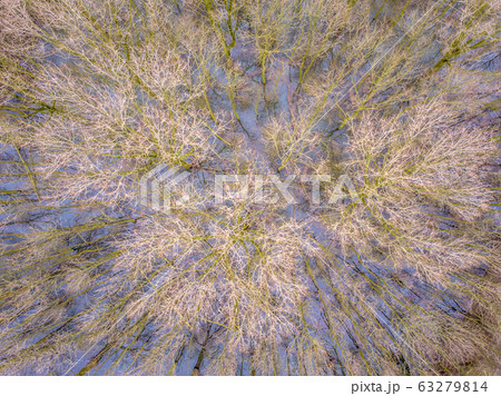 Flooded trees in floodplains of river 63279814