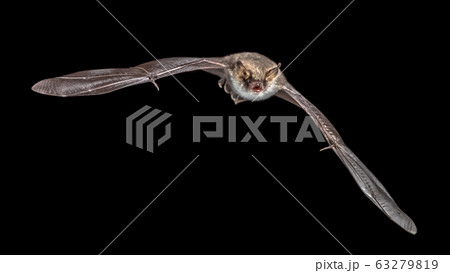 isolated Flying bat on black background 63279819