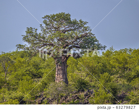 Baobab tree Kruger park Baobab tree Kruger park 63279827
