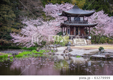 京都府 勧修寺 桜 63279999