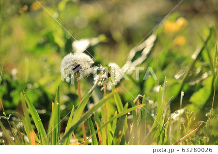 キラキラした冬の朝	 63280026