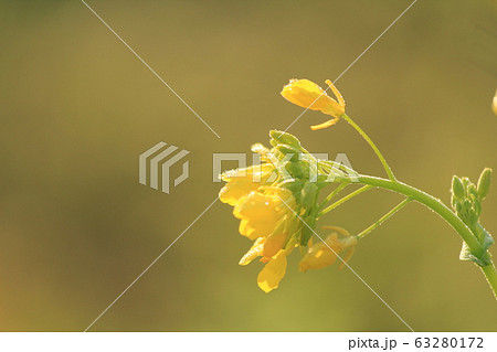 キラキラした冬の朝	 63280172