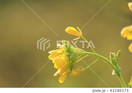 キラキラした冬の朝	 63280173