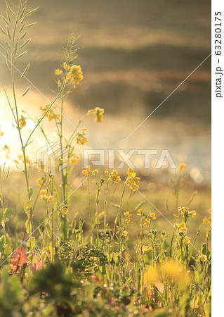 キラキラした冬の朝 キラキラした冬の朝 63280175