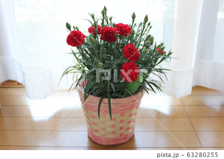 真紅のカーネーション =Red Carnation= 真紅のカーネーション =Red Carnation= 63280255