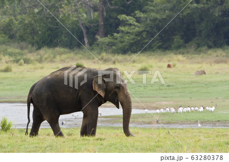 Asian elephant in Minneriya reservoir, Sri Lanka Asian elephant in Minneriya reservoir, Sri Lanka 63280378