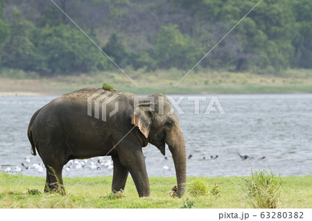 Asian elephant in Minneriya reservoir, Sri Lanka Asian elephant in Minneriya reservoir, Sri Lanka 63280382