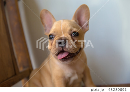 Aggression, American Staffordshire Terrier, 63280891