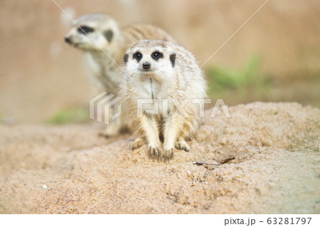 ミーアキャット 63281797