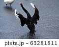 黒鳥　舞う 63281811