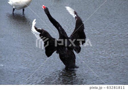 黒鳥 舞う 黒鳥 舞う 63281811