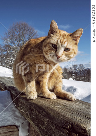 Domestic cat in nature Domestic cat in nature 63282303