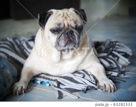 old small white fat lovely cute pug dog laying relaxing on a dirty cloth on home garden terrace under warm sunlight on a cold day old small white fat lovely cute pug dog laying relaxing on a dirty cloth on home garden terrace under warm sunlight on a cold day 63282333