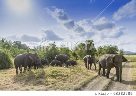 Asian elephant in Minneriya, Sri Lanka 63282589