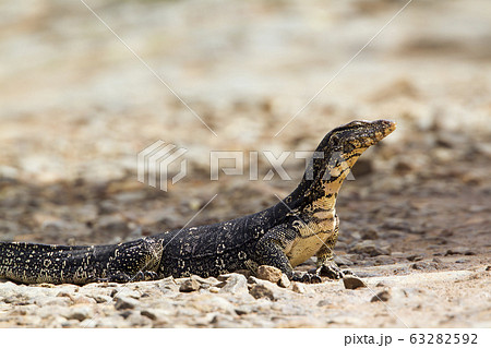 Asian Water monitor in Tangalle, Sri Lanka 63282592