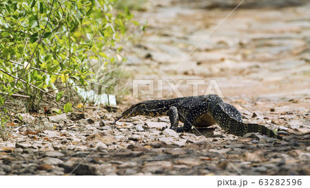 Asian Water monitor in Tangalle, Sri Lanka 63282596