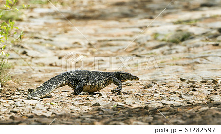 Asian Water monitor in Tangalle, Sri Lanka Asian Water monitor in Tangalle, Sri Lanka 63282597