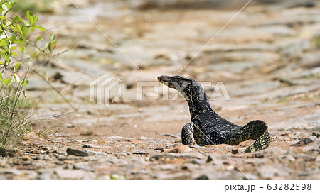 Asian Water monitor in Tangalle, Sri Lanka 63282598