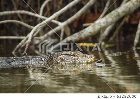 Asian Water monitor in Tangalle, Sri Lanka 63282600