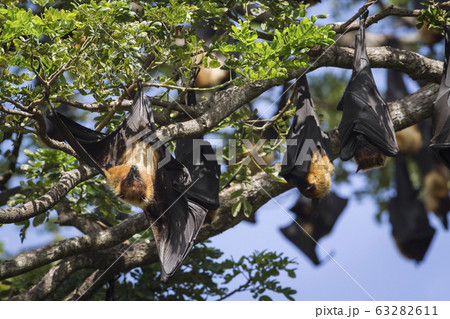Indian Flying-fox in Tissamaharma, Sri Lanka 63282611