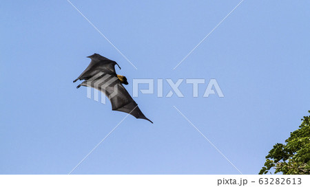 Indian Flying-fox in Tissamaharma, Sri Lanka Indian Flying-fox in Tissamaharma, Sri Lanka 63282613