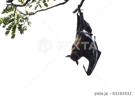 Indian Flying-fox in Tissamaharma, Sri Lanka Indian Flying-fox in Tissamaharma, Sri Lanka 63282632