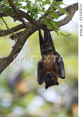 Indian Flying-fox in Tissamaharma, Sri Lanka Indian Flying-fox in Tissamaharma, Sri Lanka 63282634