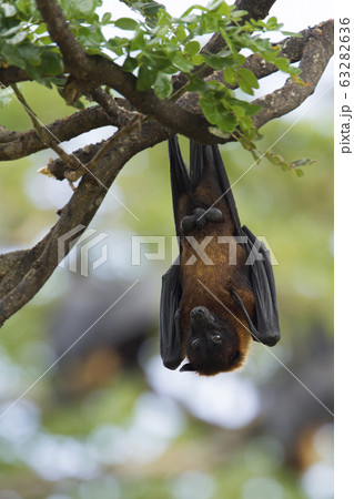 Indian Flying-fox in Tissamaharma, Sri Lanka 63282636