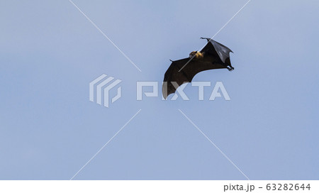Indian Flying-fox in Tissamaharma, Sri Lanka 63282644