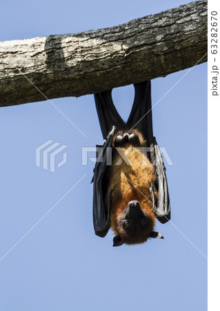 Indian Flying-fox in Tissamaharma, Sri Lanka Indian Flying-fox in Tissamaharma, Sri Lanka 63282670