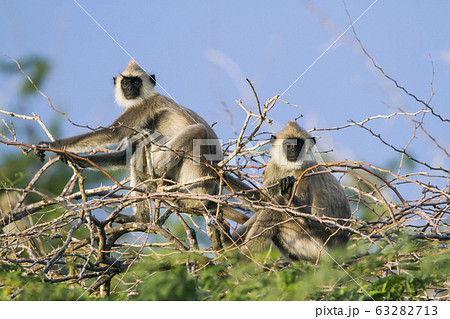 Tufted gray langur in Bundala national park, Sri Tufted gray langur in Bundala national park, Sri 63282713