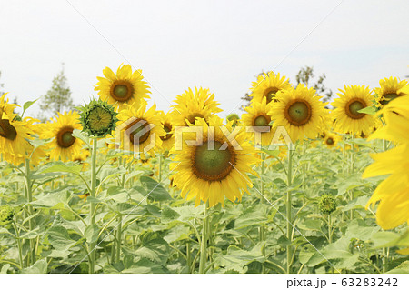 Sunflower, field of yellow sunflowers. 63283242