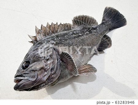 クロソイ 63283946