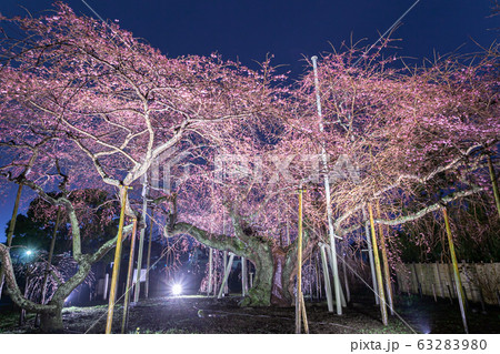 般若院の枝垂桜 般若院の枝垂桜 63283980